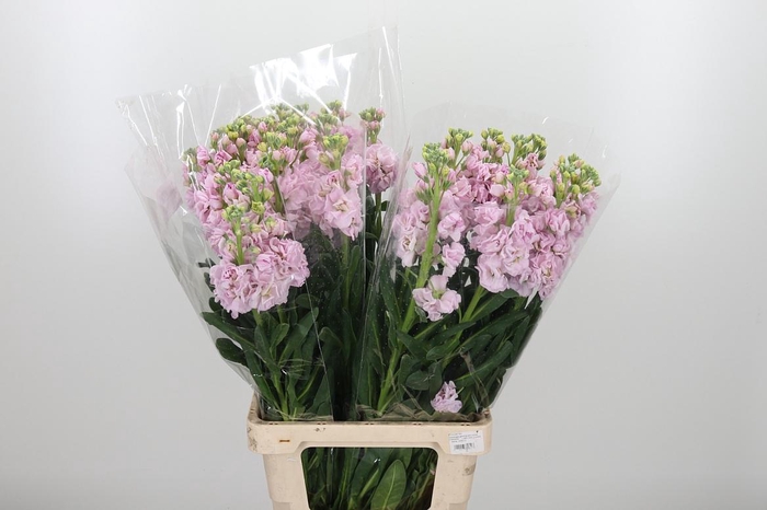 <h4>Matth Iron Cherry Bl</h4>