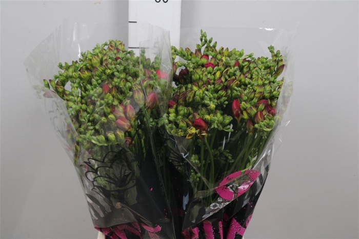 <h4>Fr Du Expression</h4>