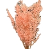 Pres Ruscus Soft Bleached Light Pink Per Stem