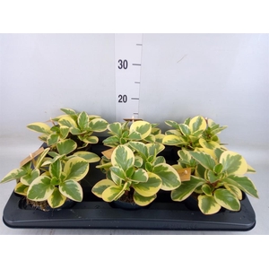 Peperomia obt. 'Obtipan Bicolor'