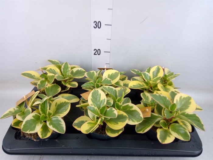 <h4>Peperomia obt. 'Obtipan Bicolor'</h4>
