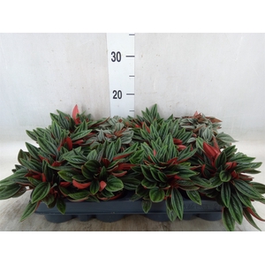 Peperomia   ...mix