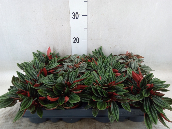 <h4>Peperomia   ...mix</h4>