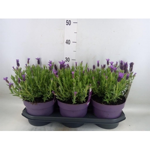 Lavandula stoec. 'Anouk'