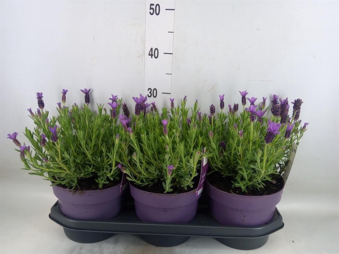 <h4>Lavandula stoec. 'Anouk'</h4>