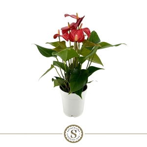 Anthurium andr. 'Livium Red Mirco'