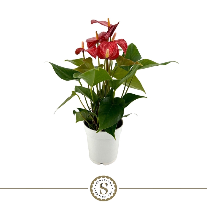 <h4>Anthurium andr. 'Livium Red Mirco'</h4>