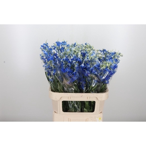 Delphinium Be Volkerfrieden