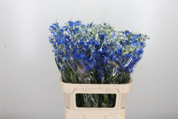 <h4>Delphinium Be Volkerfrieden</h4>