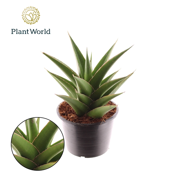 <h4>Sansevieria Samurai Compacta</h4>