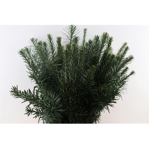 Cephalotaxus Harringtonii Extra Lan