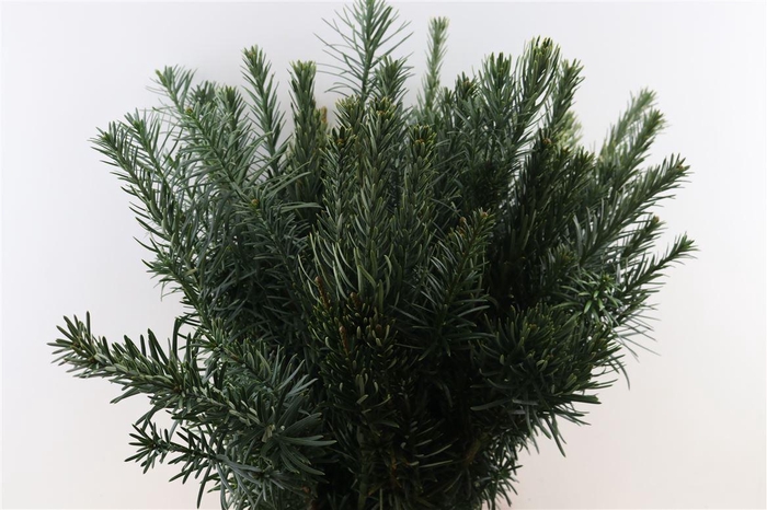 <h4>Cephalotaxus Harringtonii Extra Lan</h4>