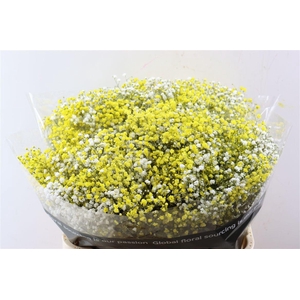 Gyps Pa. Rainbow White / Yellow