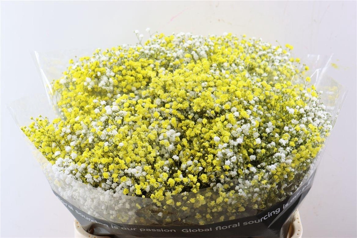 <h4>Gyps Pa. Rainbow White / Yellow</h4>