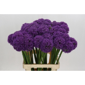 ALLIUM GROOTBLOEMIG*