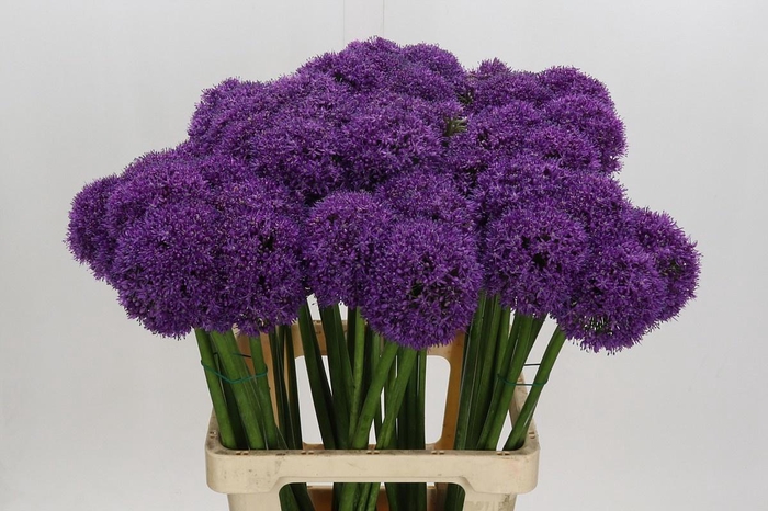 <h4>ALLIUM GROOTBLOEMIG*</h4>