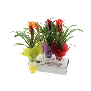 ARR GUZMANIA