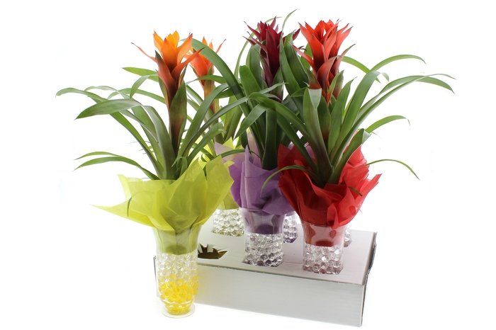 <h4>ARR GUZMANIA</h4>