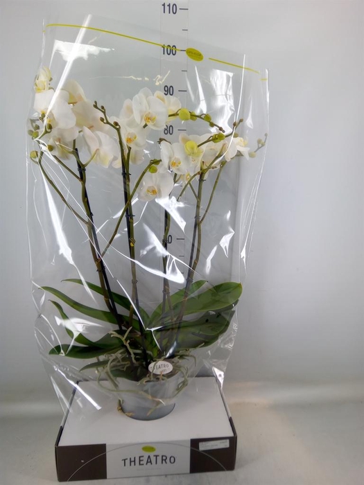 <h4>Phalaenopsis   ...white</h4>