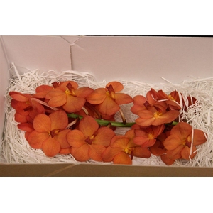 Vanda Na Peach Mango