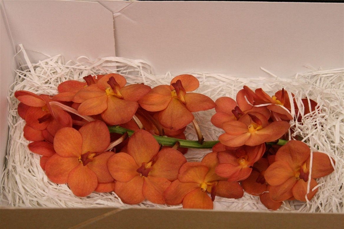 <h4>Vanda Na Peach Mango</h4>