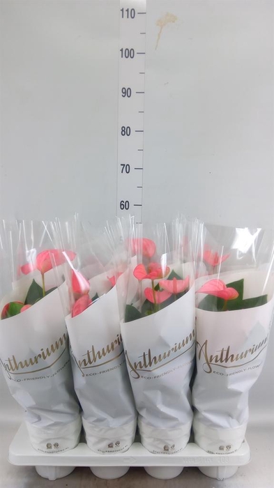 <h4>Anthurium andr. 'Pink Champion'</h4>
