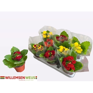 CALC X HERBEOHYBRIDA