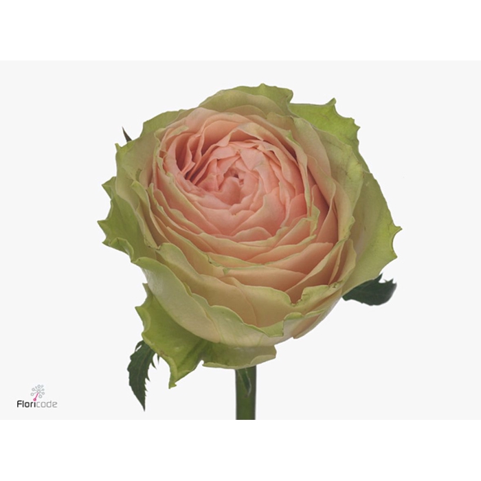 <h4>Rosa Gravity</h4>