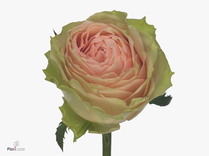 Rosa Gravity