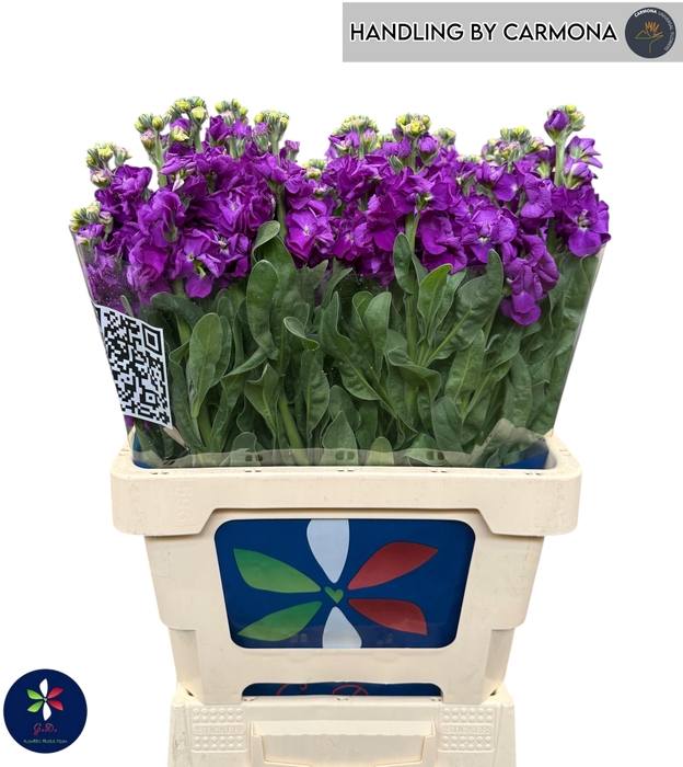 <h4>MATTH IRON PURPLE</h4>