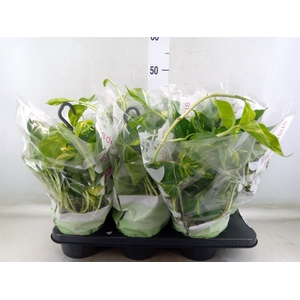 Epipremnum pinn.   HG