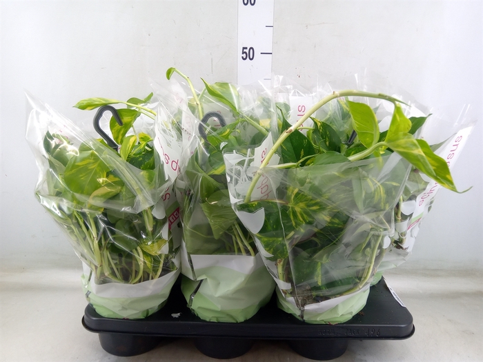 <h4>Epipremnum pinn.   HG</h4>