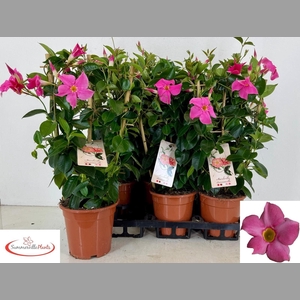 MANDE RIO PINK
