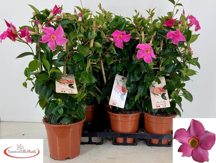 <h4>MANDE RIO PINK</h4>