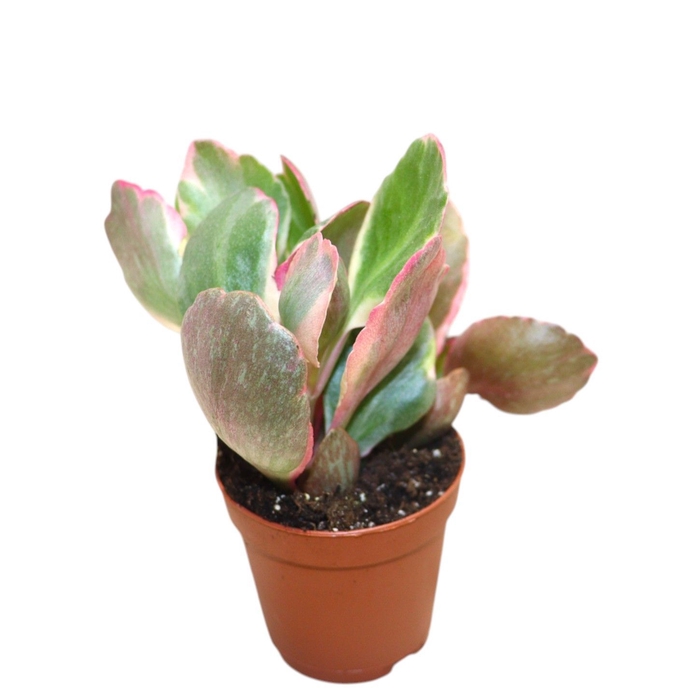 <h4>KALANCHOE OV</h4>