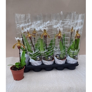 PAPH OV