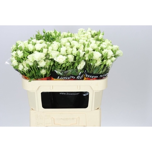 Rosa Tr Snow Flake X5