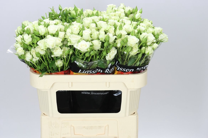 <h4>Rosa Tr Snow Flake X5</h4>