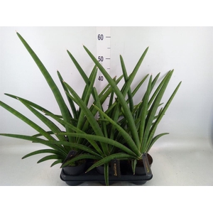 Sansevieria  'Tiara Grand Gazelle'