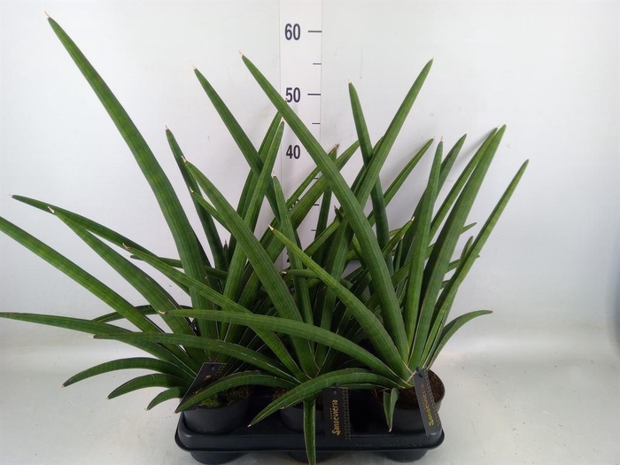 <h4>Sansevieria 'Tiara Grand Gazelle'</h4>