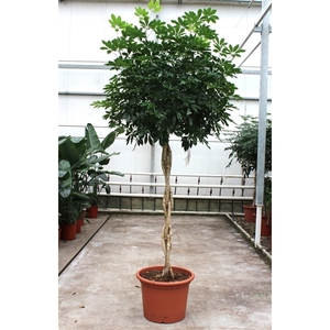 Schefflera arboricola 'Compacta'