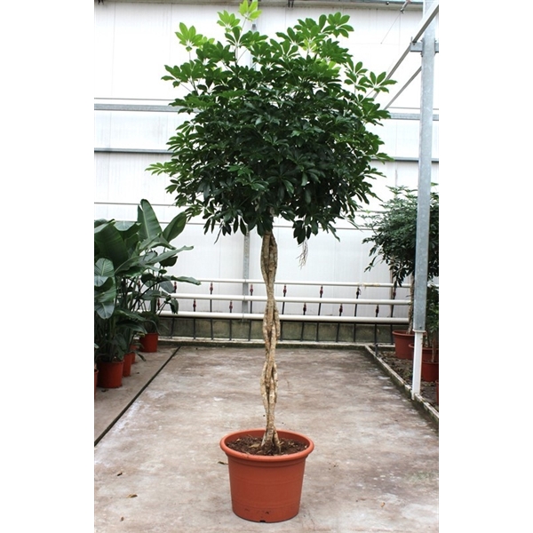 <h4>Schefflera arboricola 'Compacta'</h4>