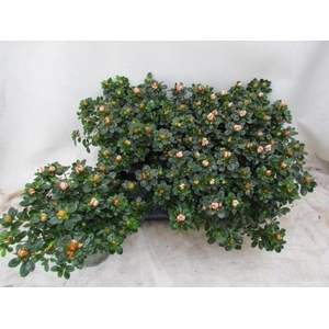 RHODO SI SACHSEN GEM