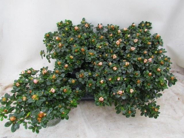 <h4>RHODO SI SACHSEN GEM</h4>