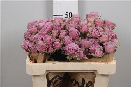 <h4>R Tr Purple Sky</h4>