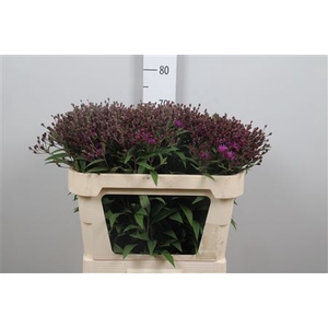 Vernonia Crinita
