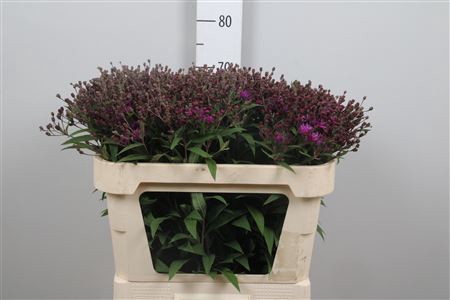 <h4>Vernonia Crinita</h4>