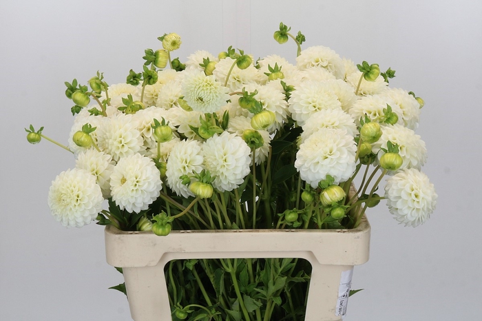 Dahlia Snowflake