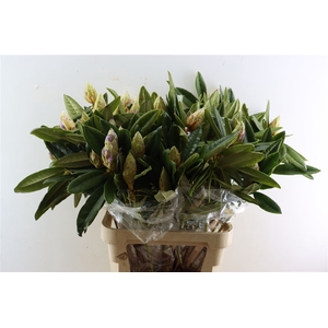Rhododendron Bs