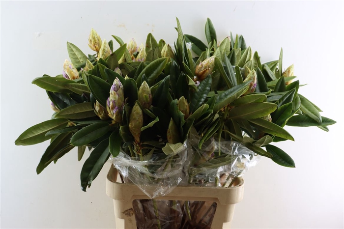 <h4>Rhododendron Bs</h4>